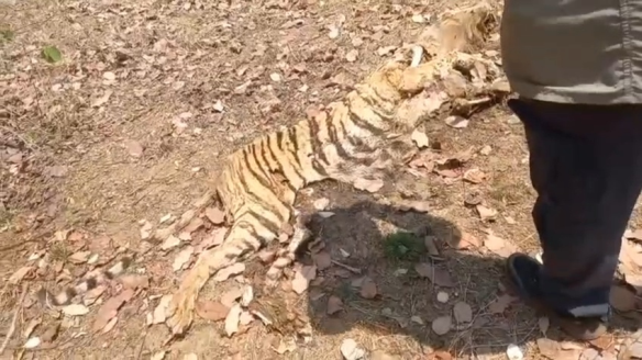 चंद्रपूर जिल्ह्यातील सावली तालुक्यातल्या राजोली शेतशिवारात कुजलेल्या अवस्थेत आढळले वाघिणीचे शव