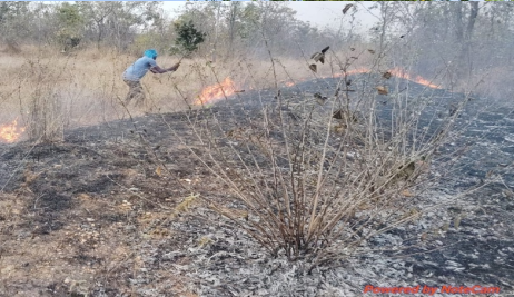 मोहाफुले साठी आग लावणे पडले महागात,  सावली वनपरिक्षेत्रात आग लावणाऱ्या एका महिलेसह इतर दोघांवर वनगुन्हा दाखल