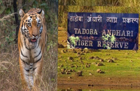 चंद्रपूर जिल्ह्यातील जगप्रसिद्ध ताडोबा- अंधारी व्याघ्र प्रकल्प आता परदेशी पर्यटनाच्या अग्र पसंतीवर