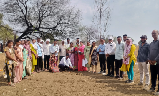 माविमच्या वतीने सिदूर येथे शेवगा लागवड
